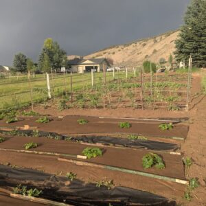 From Soil to Sustenance: Cultivating Community at The Community Market